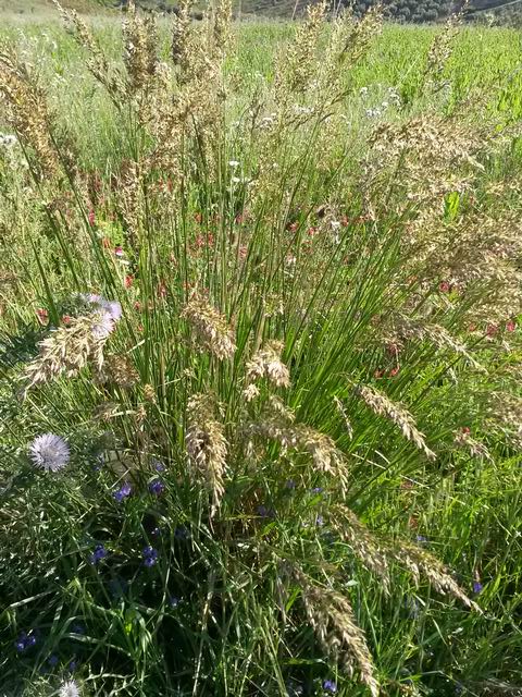 Lolium arundinaceum (=Festuca arundinacea ) / Festuca falascona